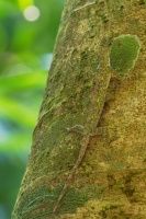 Dracek - Draco taeniopterus - Barred gliding lizard o1503